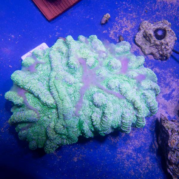 Coral from reef tract rescue project